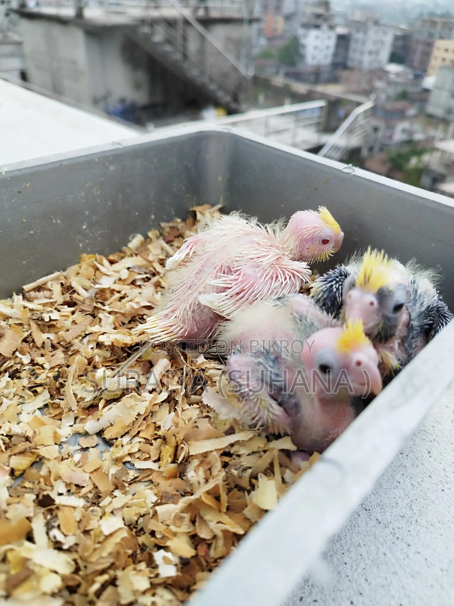 Cockatiel baby