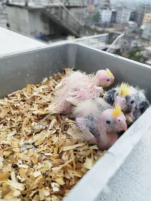 Cockatiel baby