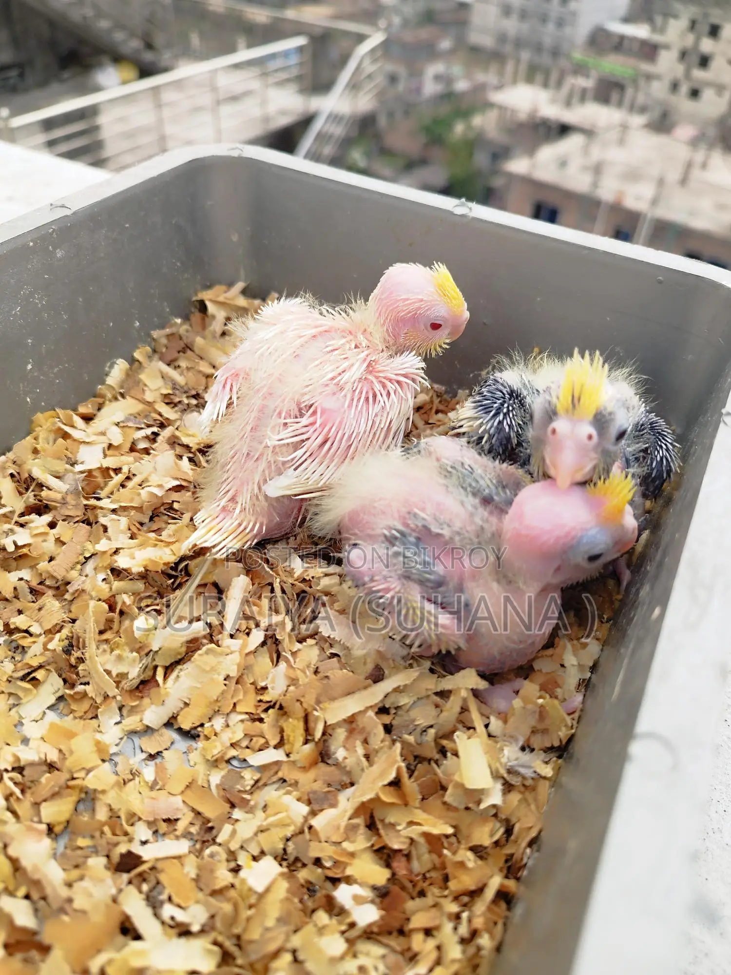 Cockatiel baby