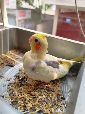 Cockatiel baby