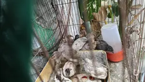 Adult King Quail birds for sale