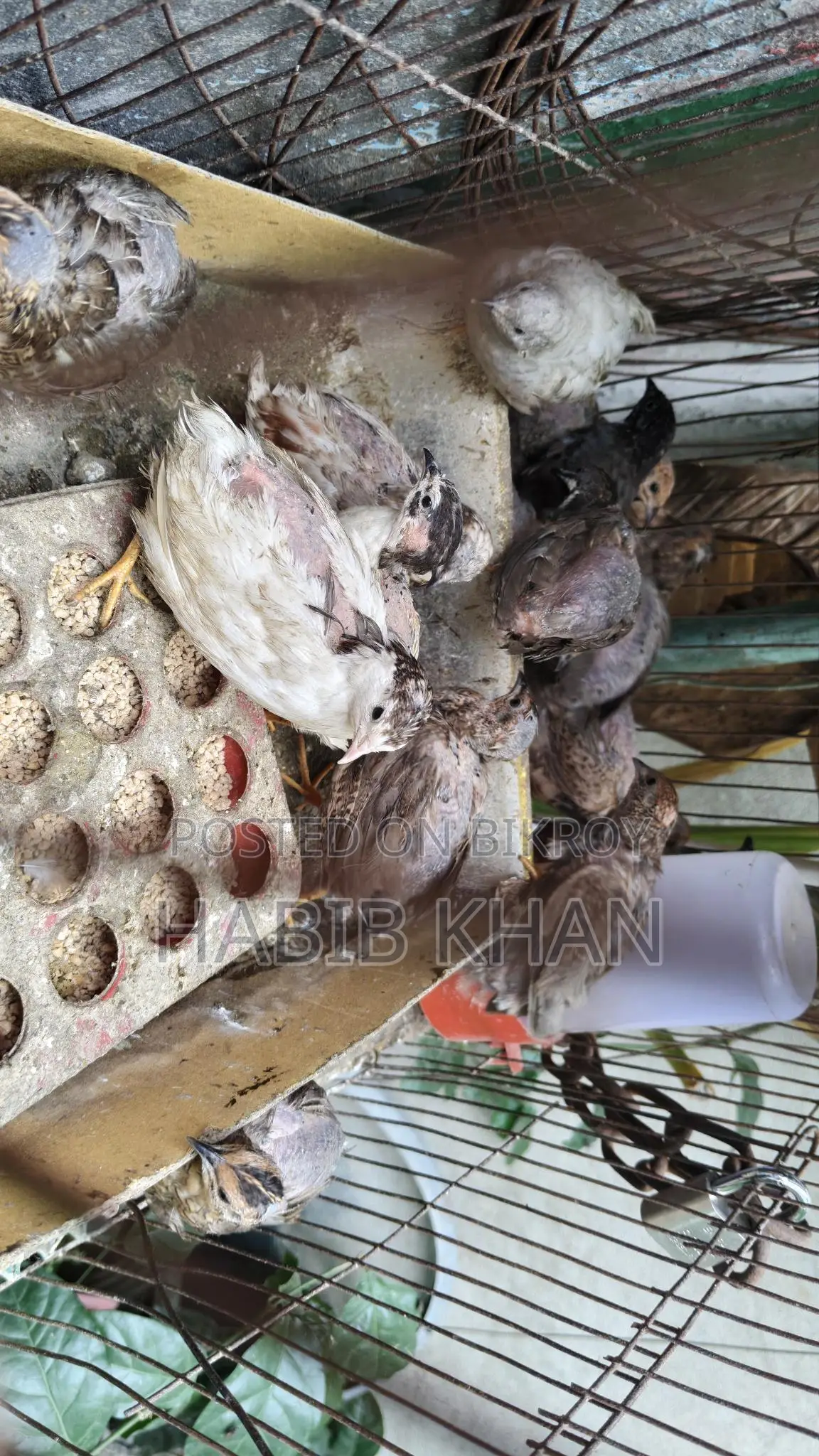 Adult King Quail birds for sale