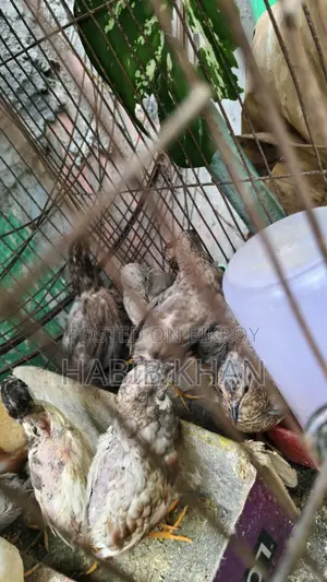 Adult King Quail birds for sale