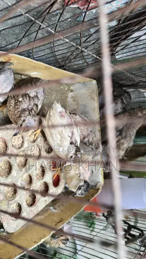 Adult King Quail birds for sale