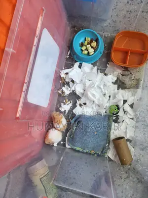 1 pair of Syrian hamsters for sale.