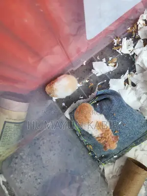 1 pair of Syrian hamsters for sale.