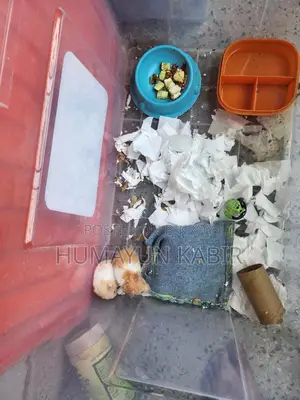 1 pair of Syrian hamsters for sale.