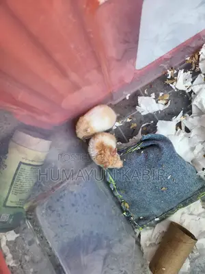 1 pair of Syrian hamsters for sale.