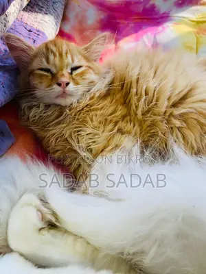 Persian Cat