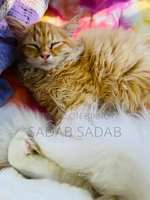 Persian Cat