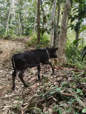 গাভি ও বাচুর