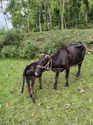 Cow and Calf