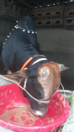 গরু বিঞি হবে বিস্তারিত নিচে দেখুন