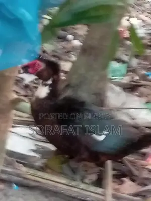 Domestic Duck
