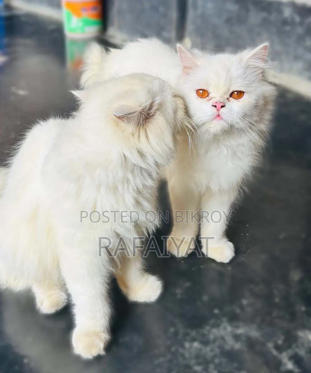 Persian Cats