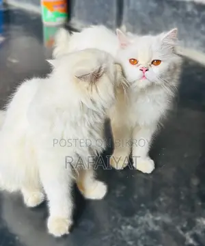 Persian Cats