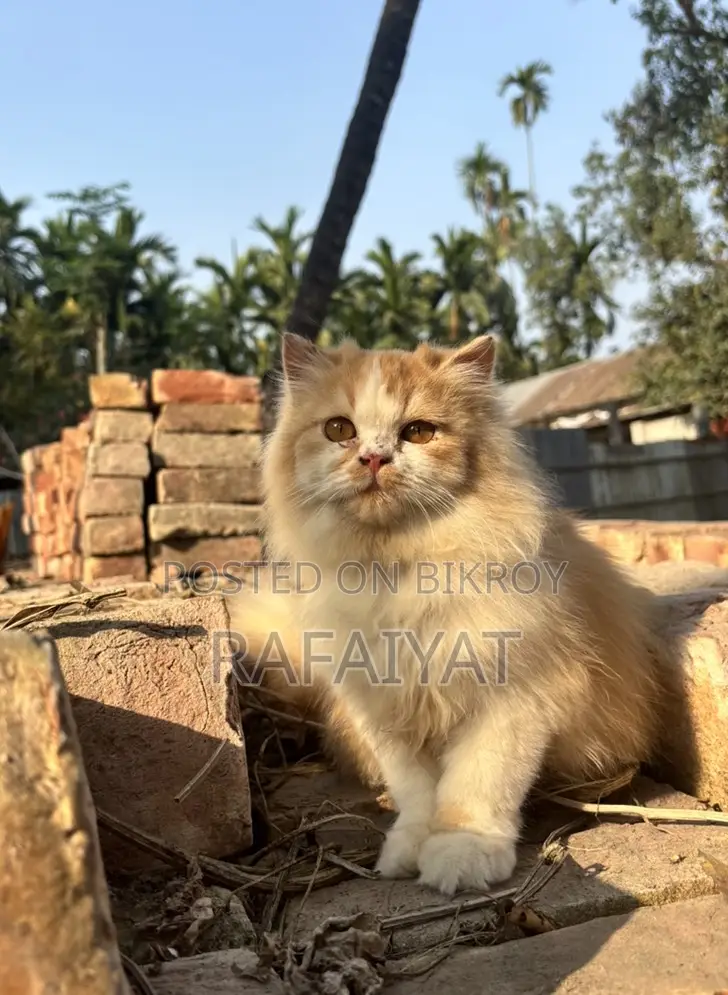 Persian Cats