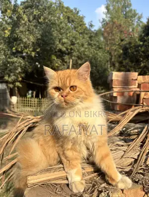 Persian Cats