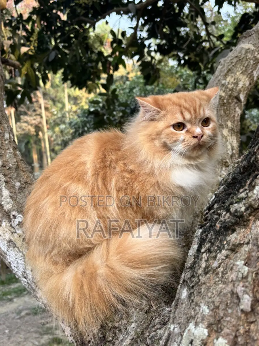 Persian Cats
