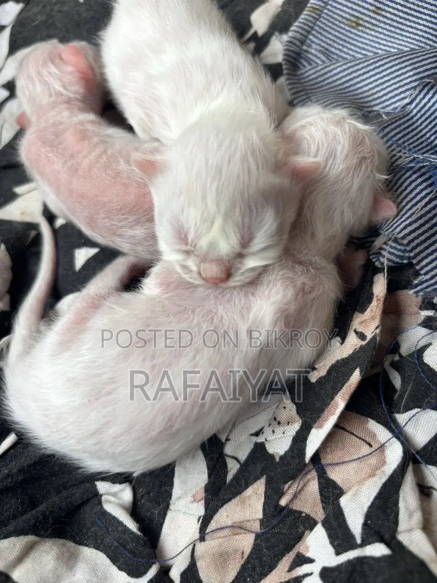 Persian Cats