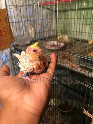 Cocatail Baby