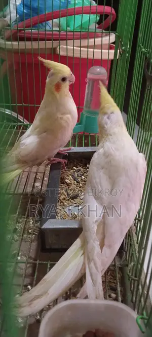 ককাটেল বেবি