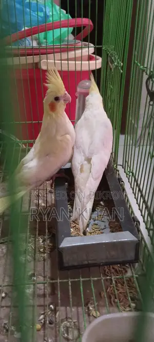 Cockatiel Baby
