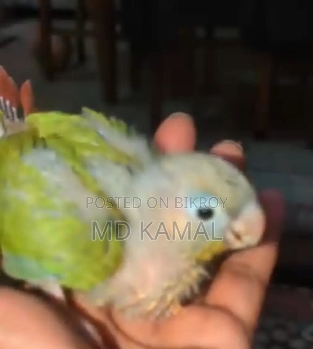 Pineapple Tame Conure