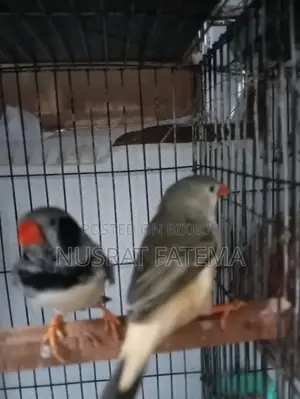 Jambu Finch Running Pair