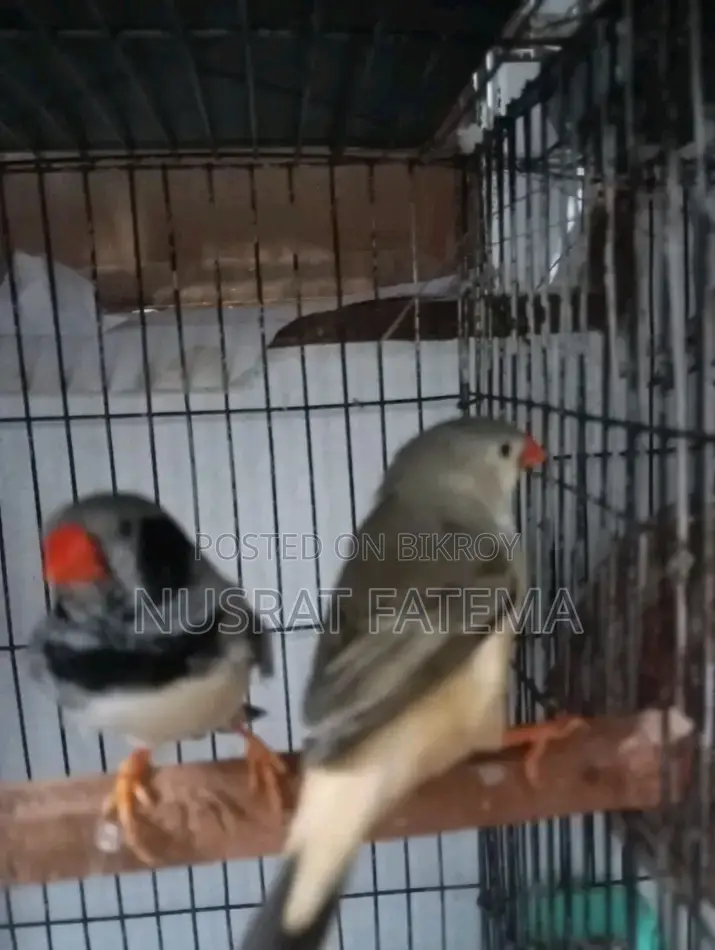 Jambu Finch Running Pair