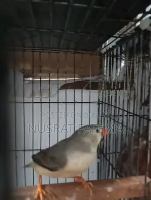 Jambu Finch Running Pair