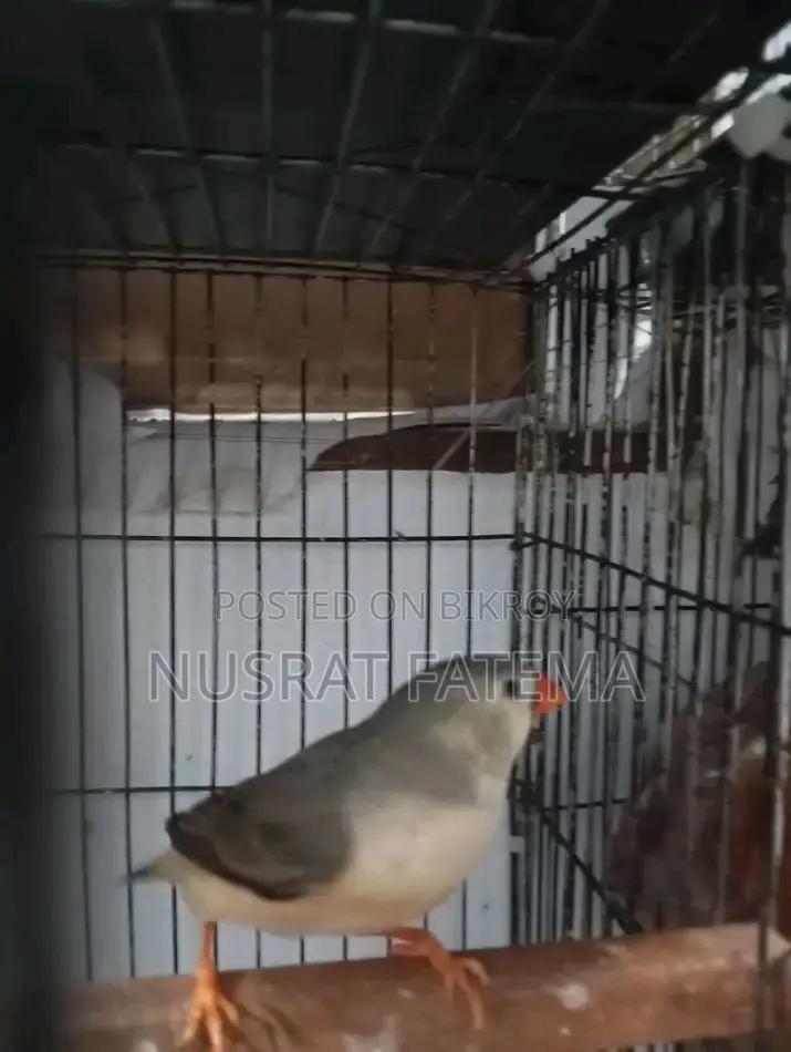 Jambu Finch Running Pair