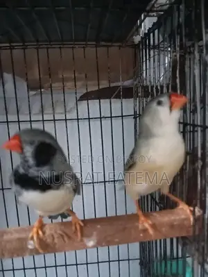 Jambu Finch Running Pair