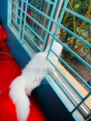 Persian cat for sale