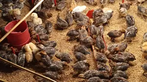Fayoumi Chicken