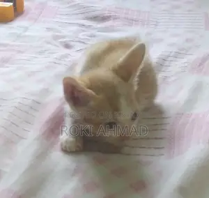 Persian Cross Cat at a Very Low Price