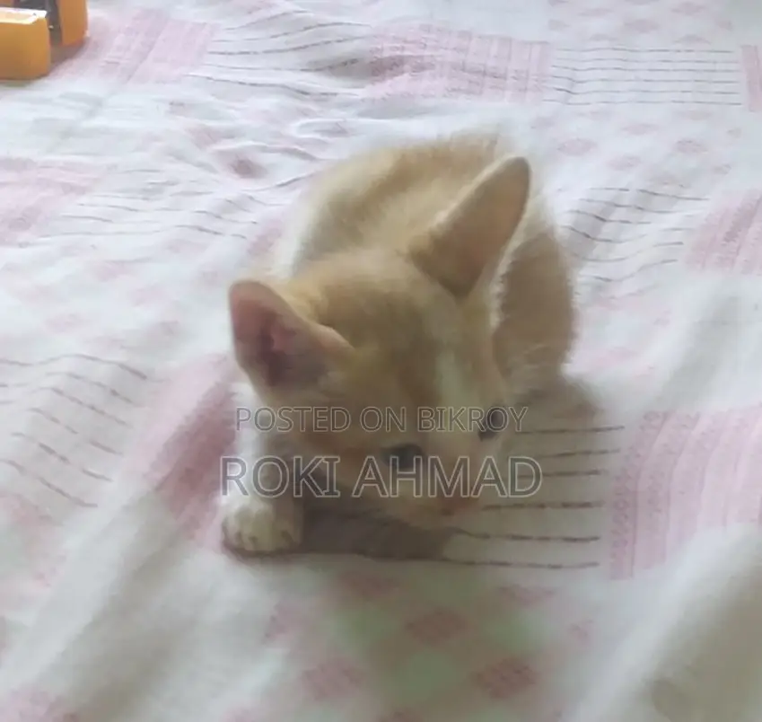 Persian Cross Cat at a Very Low Price