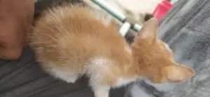 Persian Cross Cat at a Very Low Price