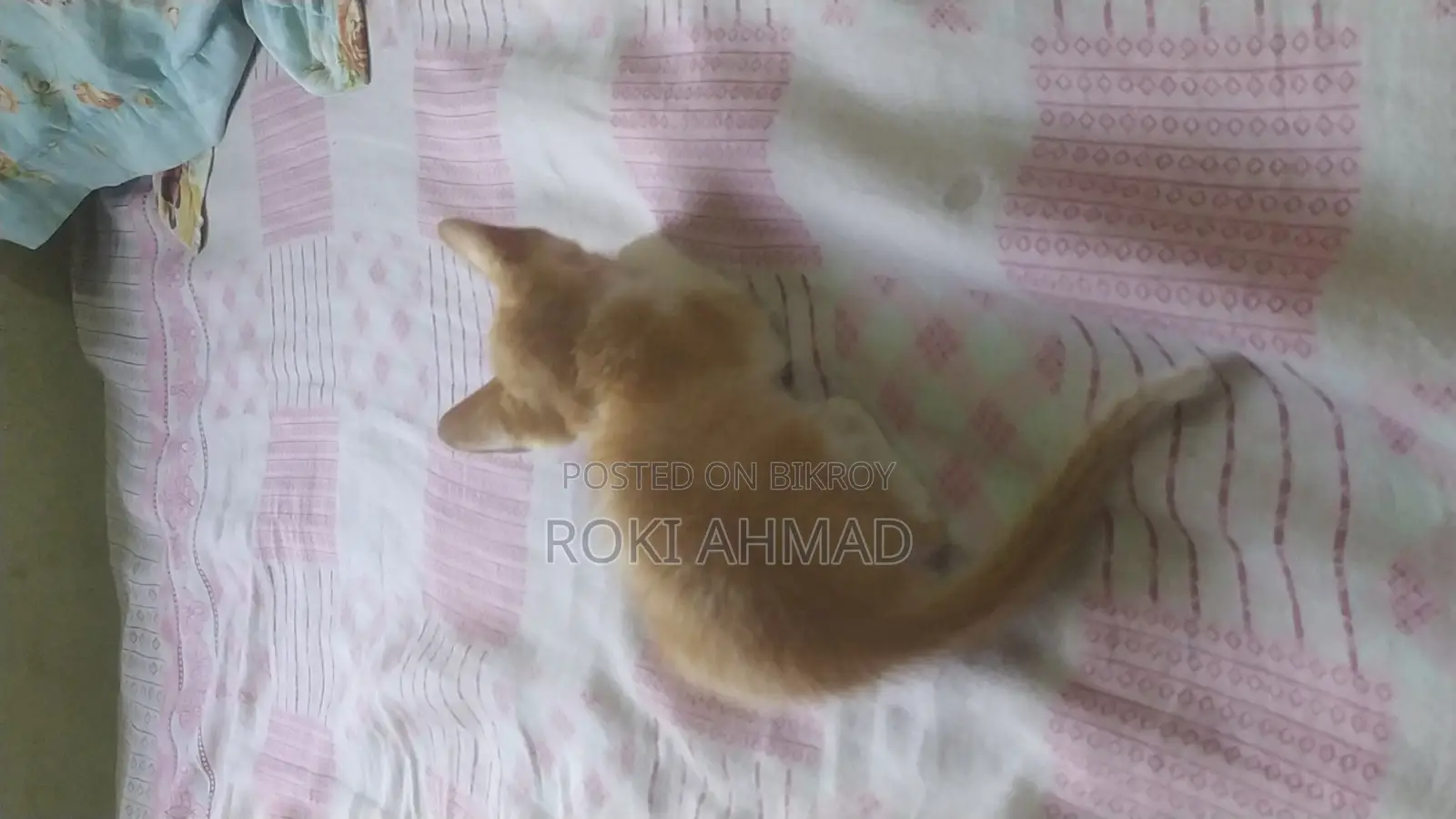 Persian Cross Cat at a Very Low Price