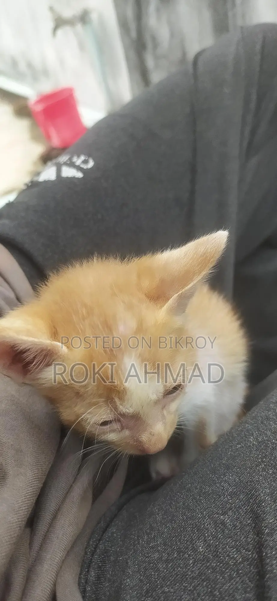 Persian Cross Cat at a Very Low Price