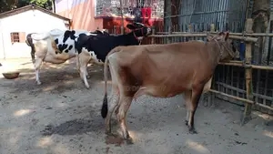 ৩টি গাভী কিনুন পোষার জন্য ভালো হবে ।(১১০৫ নং )
