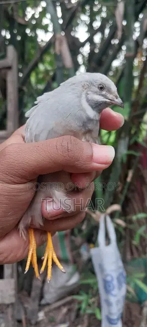 Classic King Quail