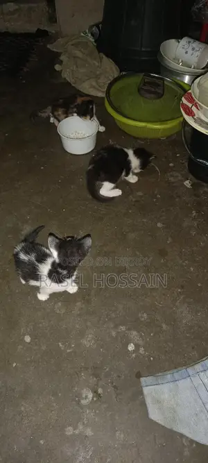 বেশি ভালো জাতের বিড়ালের বাচ্চা Adoption