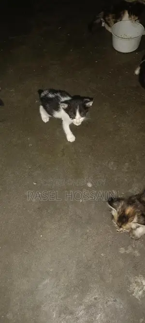 বেশি ভালো জাতের বিড়ালের বাচ্চা Adoption