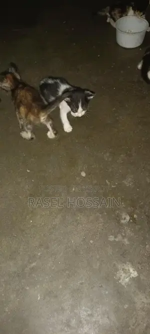 বেশি ভালো জাতের বিড়ালের বাচ্চা Adoption