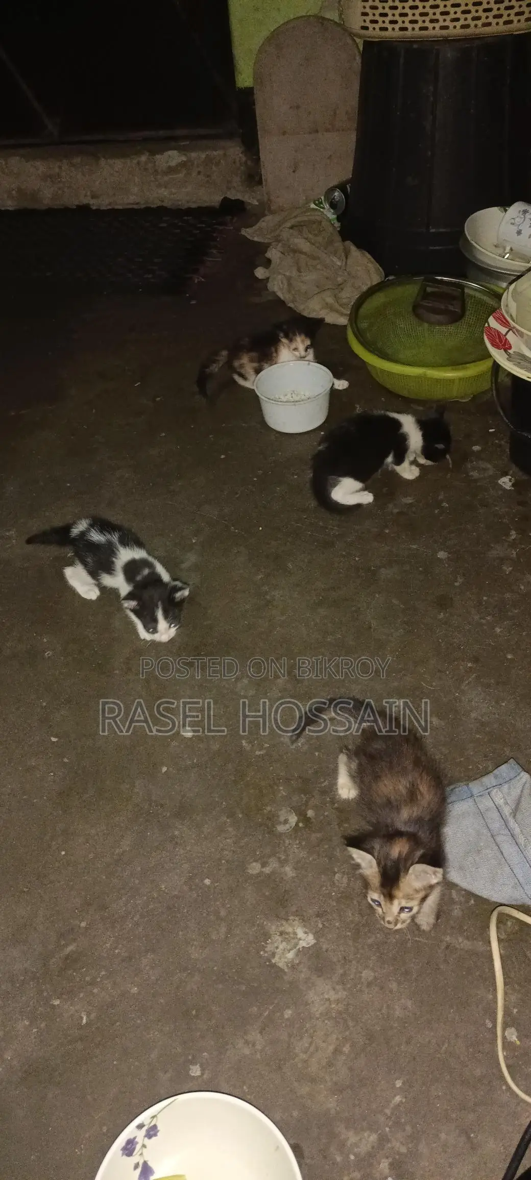 বেশি ভালো জাতের বিড়ালের বাচ্চা Adoption