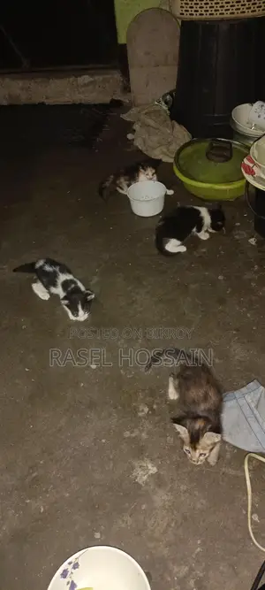 বেশি ভালো জাতের বিড়ালের বাচ্চা Adoption