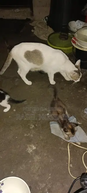 বেশি ভালো জাতের বিড়ালের বাচ্চা Adoption