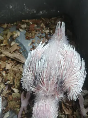 Cockatiel chicks