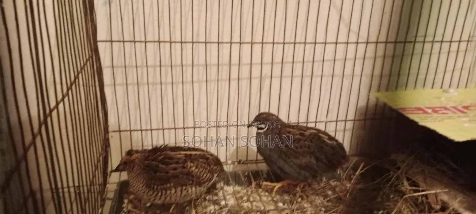 King Quail